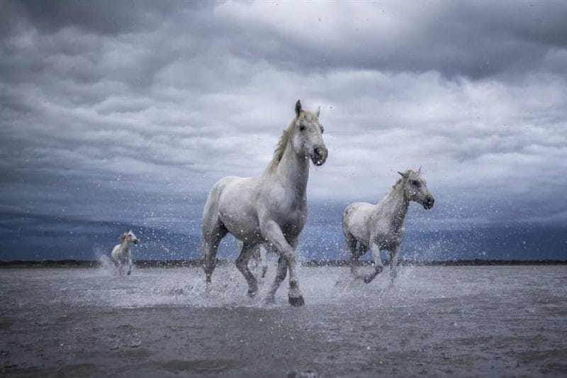 180 картинок с красивыми лошадьми #53