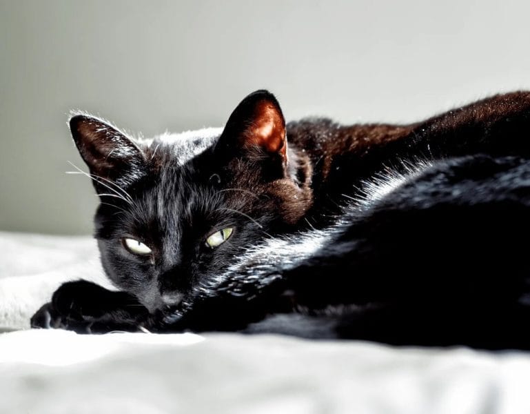 120 картинок с черными котами и котятами #58
