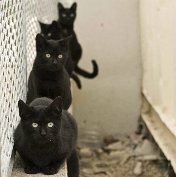 120 картинок с черными котами и котятами #106