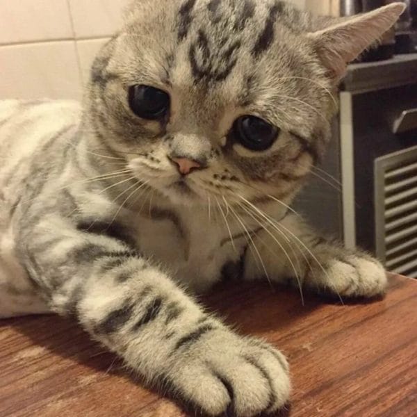 110 фото грустных и плачущих котиков и котят #47
