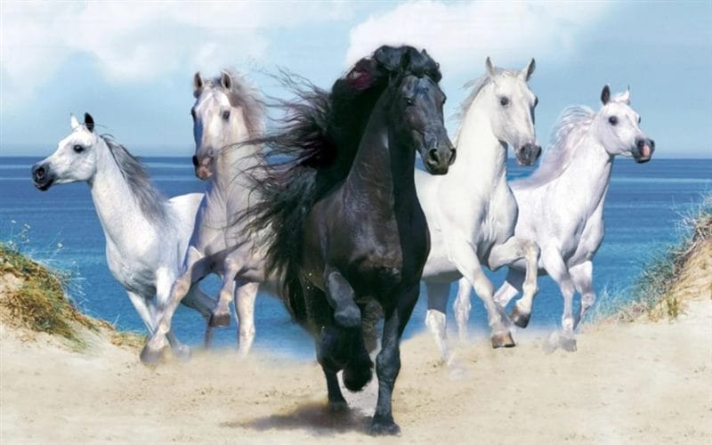 180 картинок с красивыми лошадьми #104