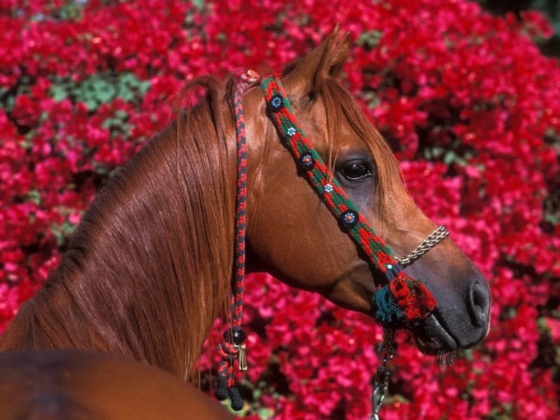 180 картинок с красивыми лошадьми #81