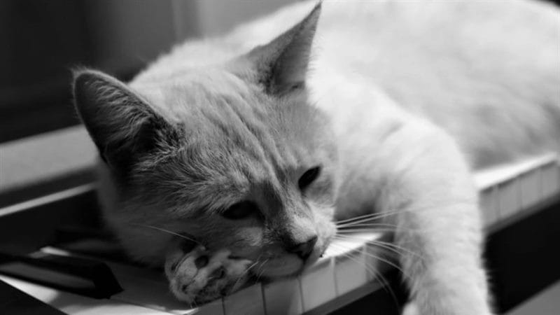 110 фото грустных и плачущих котиков и котят #71