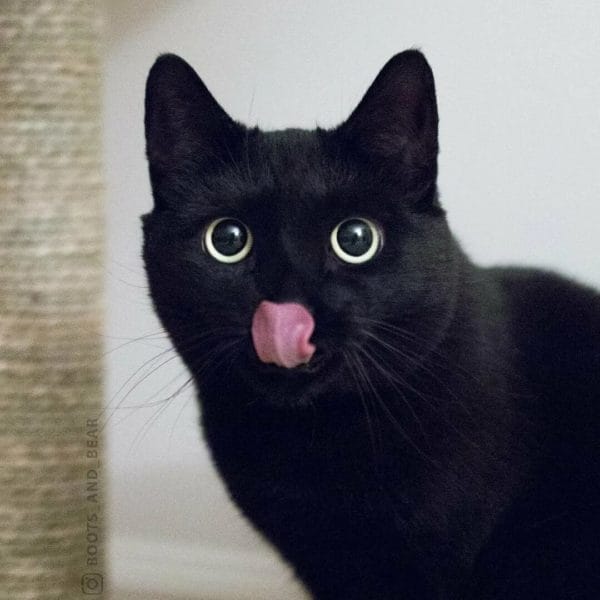 120 картинок с черными котами и котятами #95