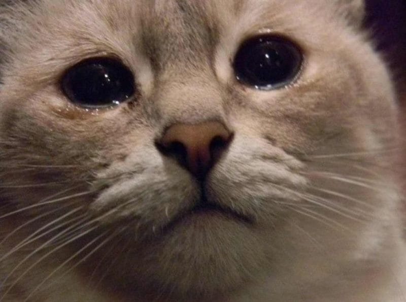 110 фото грустных и плачущих котиков и котят #1
