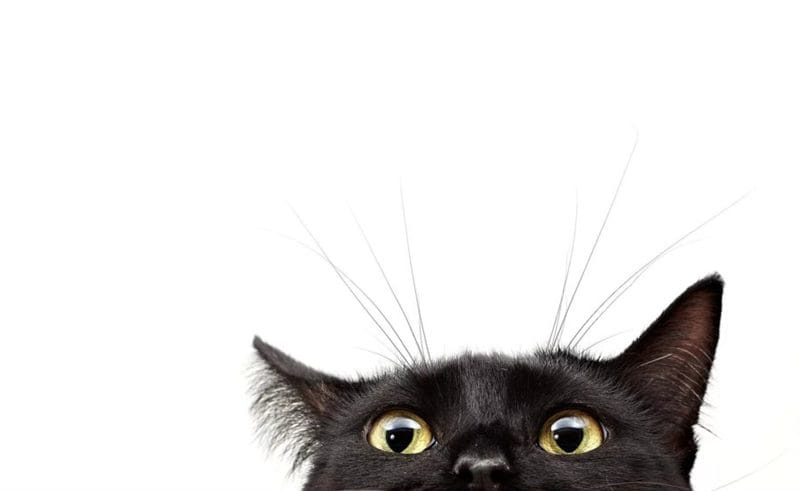 120 картинок с черными котами и котятами #94
