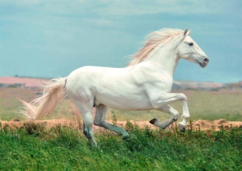 180 картинок с красивыми лошадьми #78