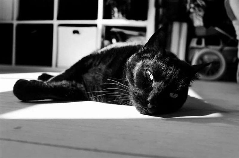 120 картинок с черными котами и котятами #117