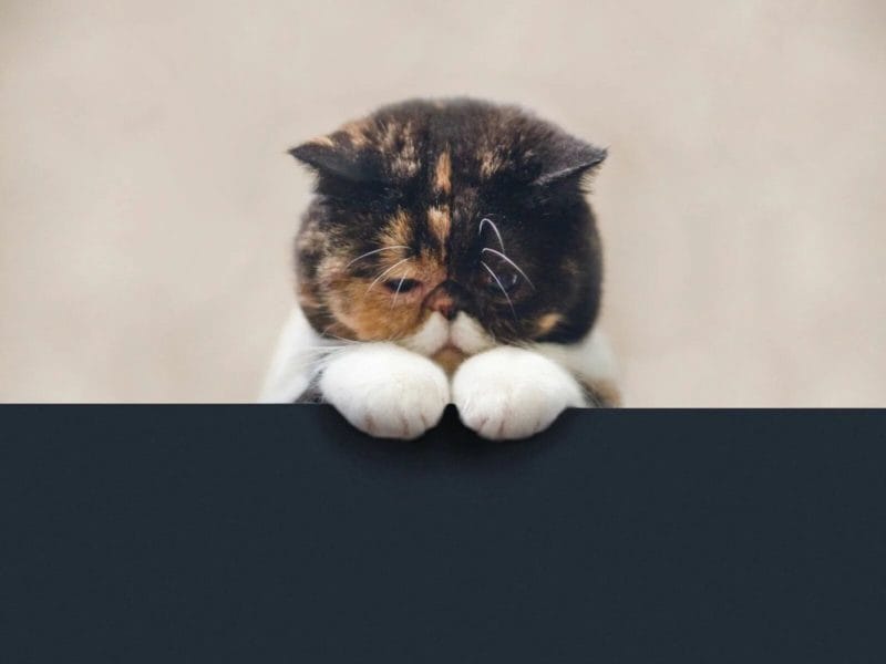110 фото грустных и плачущих котиков и котят #52