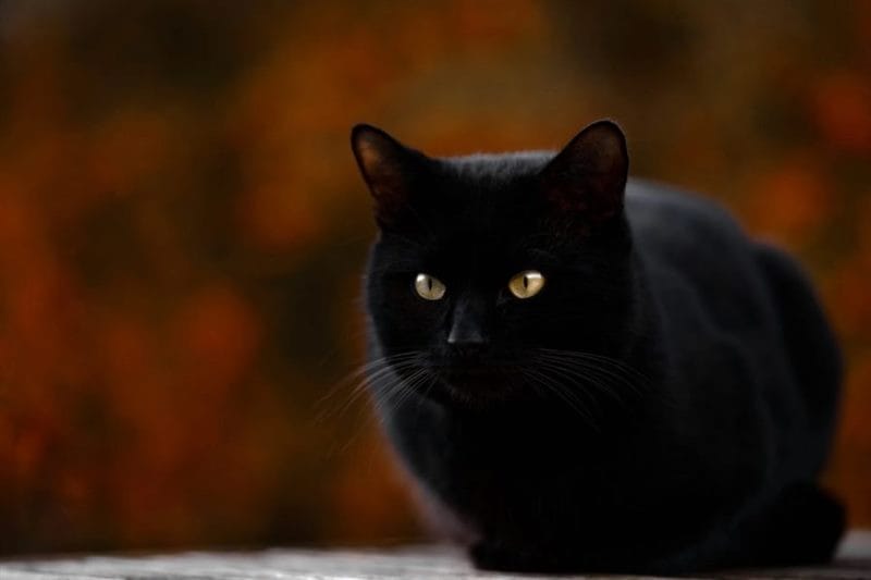 120 картинок с черными котами и котятами #26
