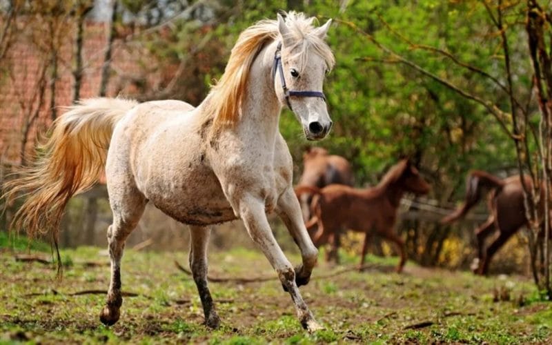 180 картинок с красивыми лошадьми #49