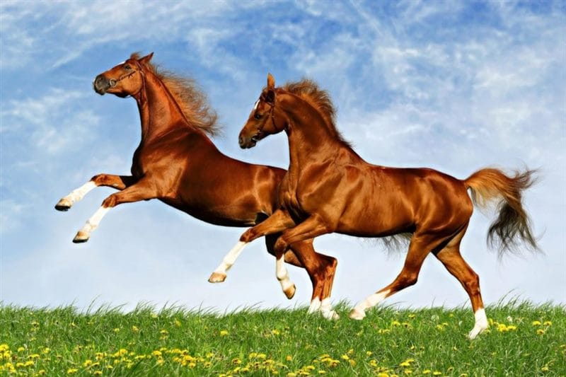 180 картинок с красивыми лошадьми #142