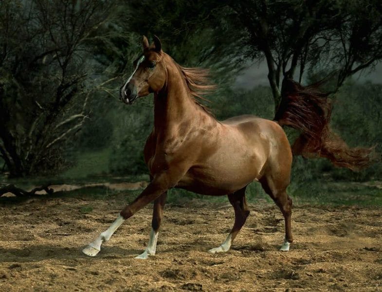 180 картинок с красивыми лошадьми #35