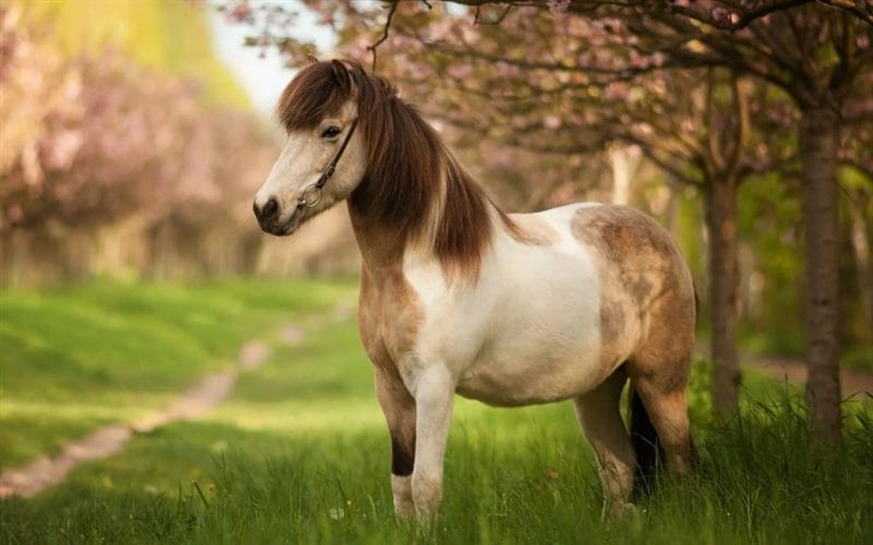 180 картинок с красивыми лошадьми #55