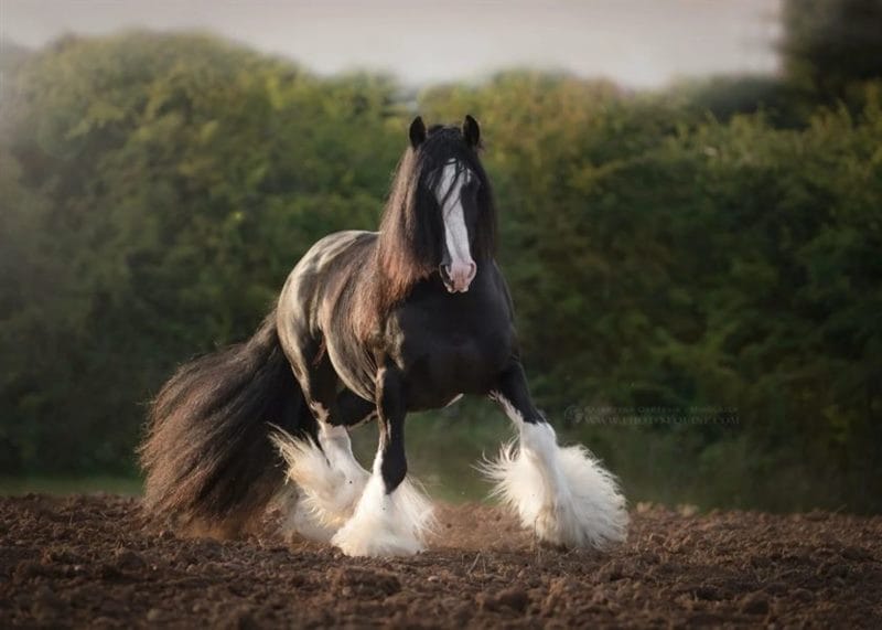 180 картинок с красивыми лошадьми #169