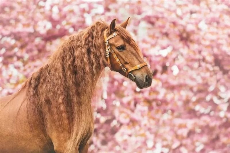 180 картинок с красивыми лошадьми #60