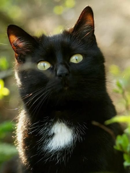 120 картинок с черными котами и котятами #9