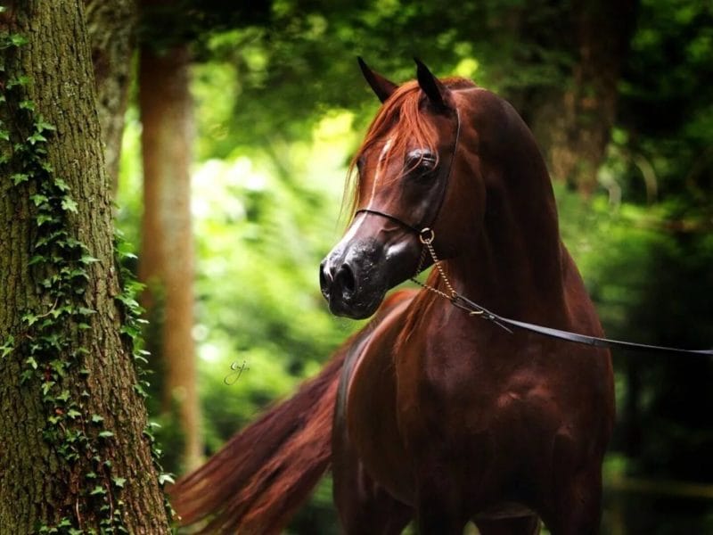 180 картинок с красивыми лошадьми #129