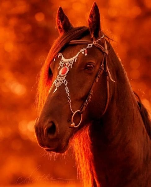 180 картинок с красивыми лошадьми #133
