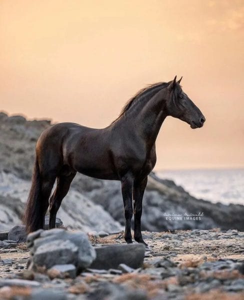 180 картинок с красивыми лошадьми #112