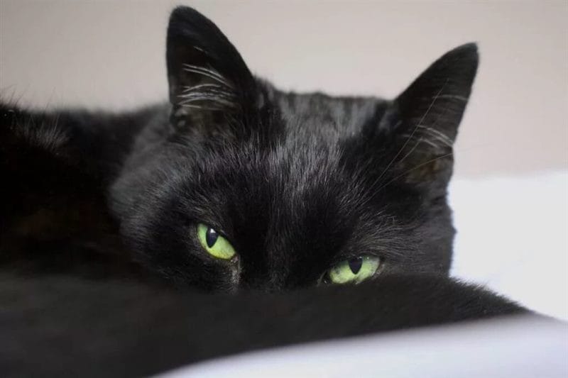 120 картинок с черными котами и котятами #100