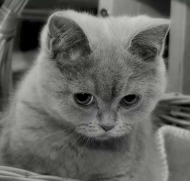 110 фото грустных и плачущих котиков и котят #8