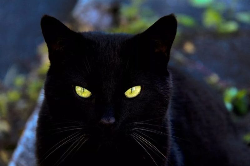 120 картинок с черными котами и котятами #14