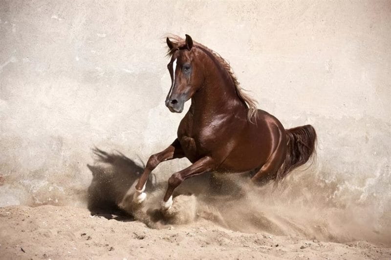 180 картинок с красивыми лошадьми #168
