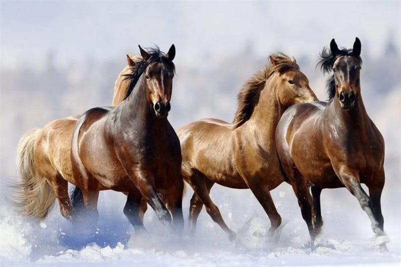 180 картинок с красивыми лошадьми #27