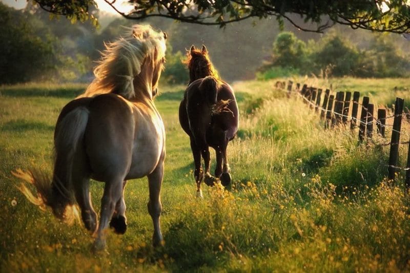 180 картинок с красивыми лошадьми #73