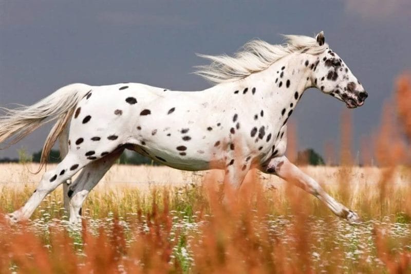 180 картинок с красивыми лошадьми #58