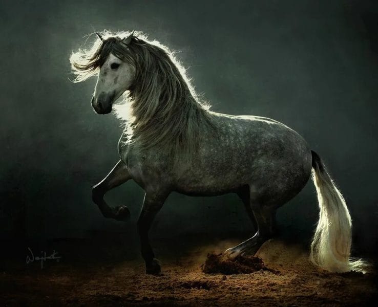 180 картинок с красивыми лошадьми #167