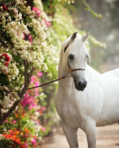 180 картинок с красивыми лошадьми #135