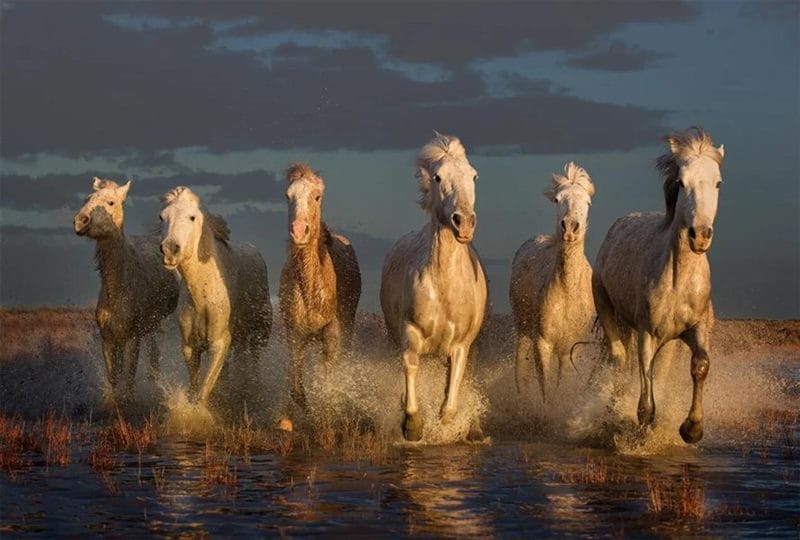 180 картинок с красивыми лошадьми #121