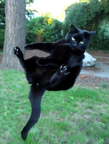 120 картинок с черными котами и котятами #18