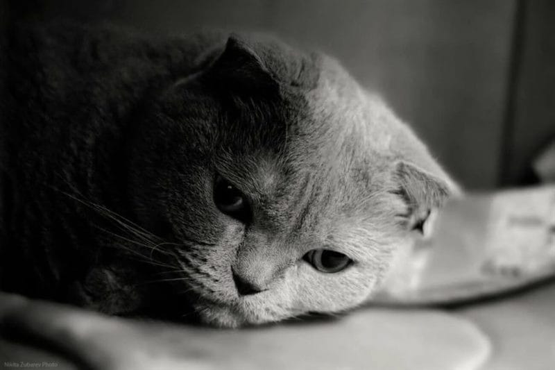110 фото грустных и плачущих котиков и котят #2