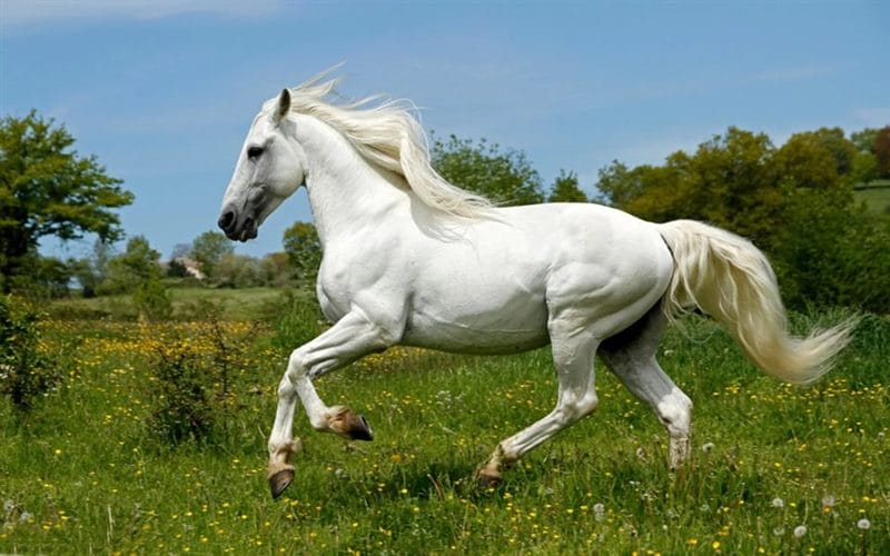 180 картинок с красивыми лошадьми #21