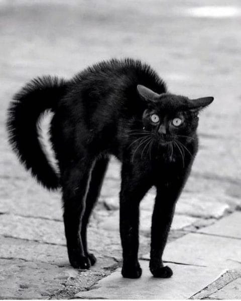 120 картинок с черными котами и котятами #91