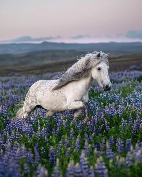 180 картинок с красивыми лошадьми #18