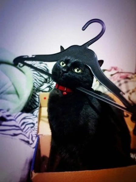 120 картинок с черными котами и котятами #57