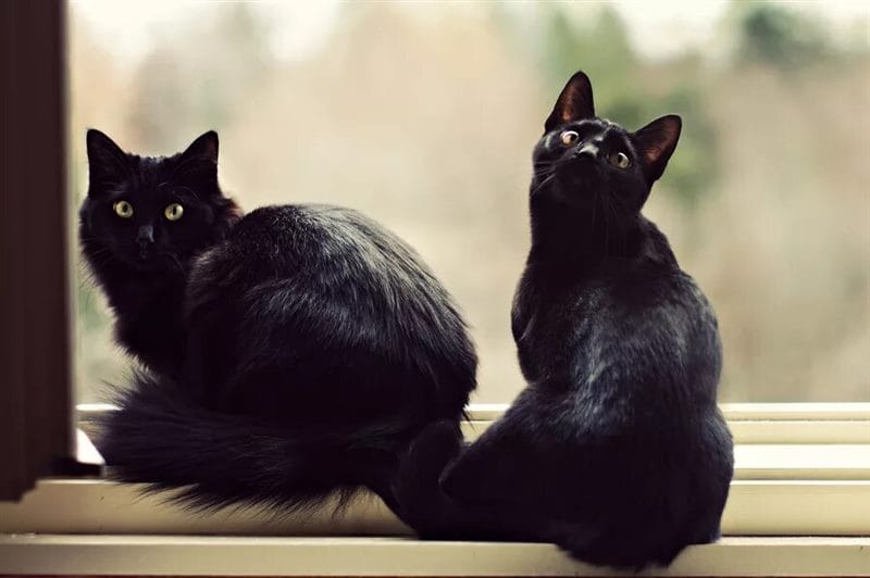 120 картинок с черными котами и котятами #34
