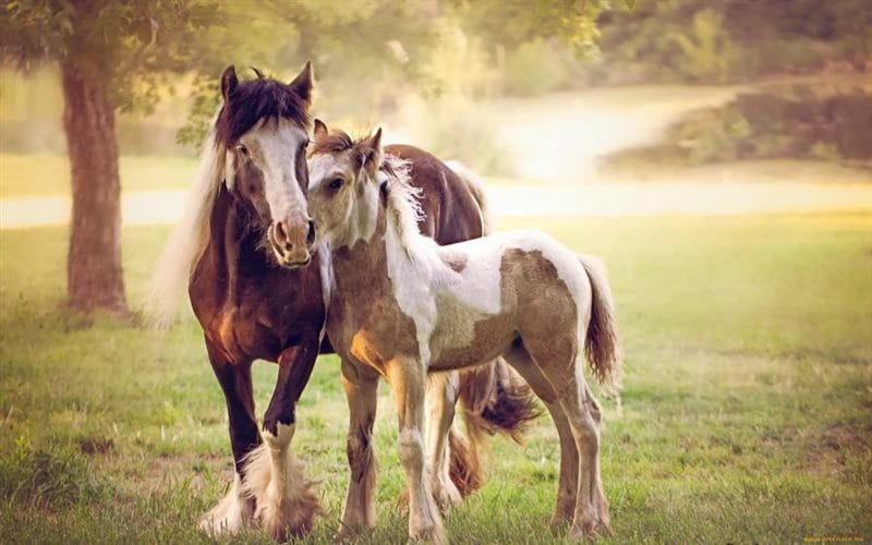 180 картинок с красивыми лошадьми #4