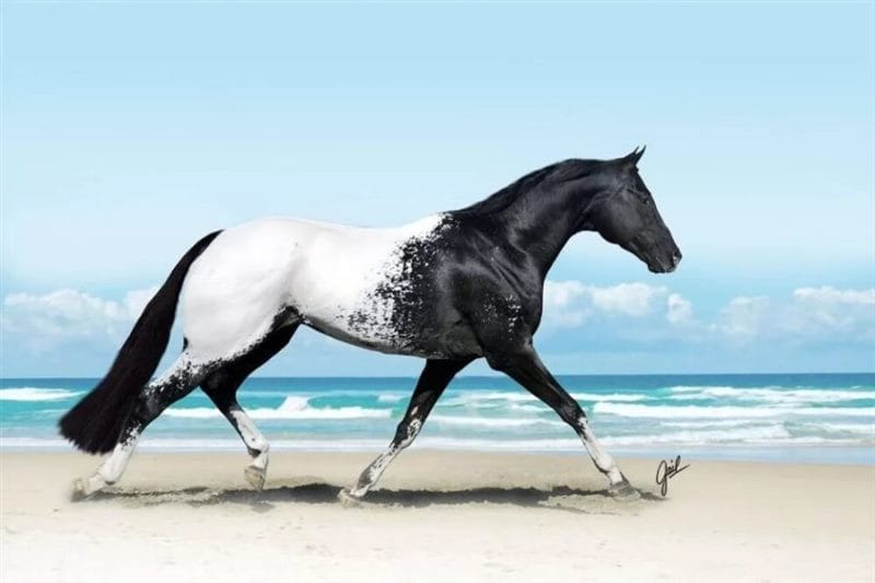 180 картинок с красивыми лошадьми #28