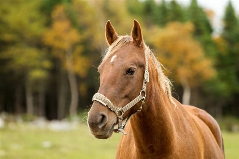 180 картинок с красивыми лошадьми #176
