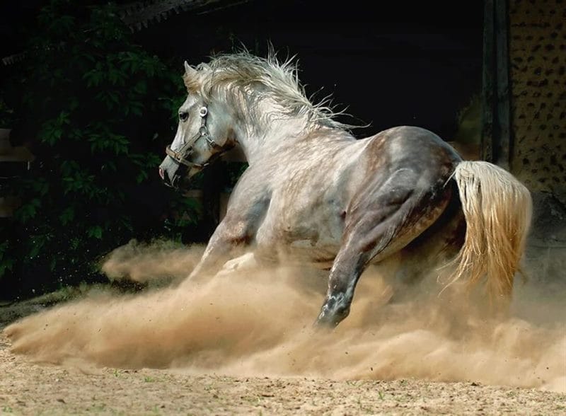 180 картинок с красивыми лошадьми #161