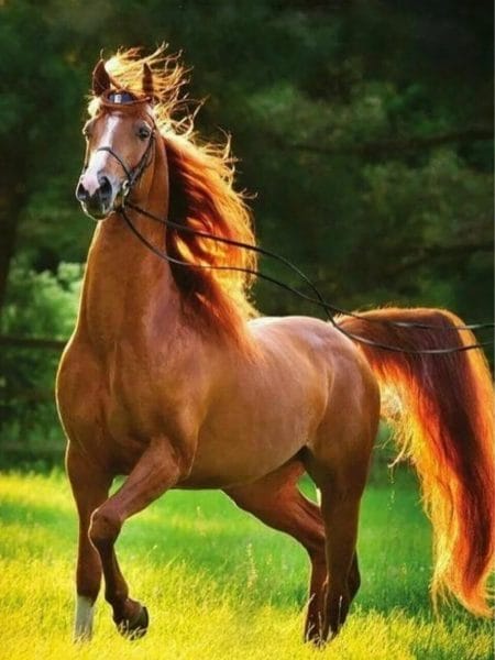 180 картинок с красивыми лошадьми #138