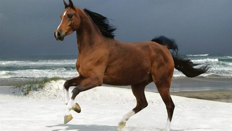 180 картинок с красивыми лошадьми #164