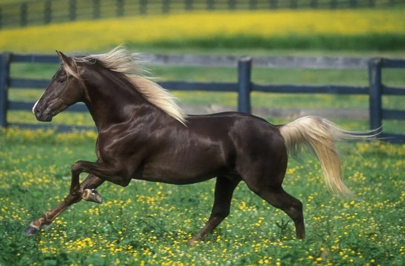 180 картинок с красивыми лошадьми #67
