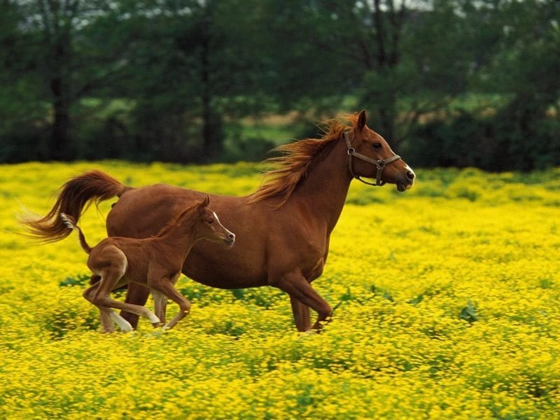 180 картинок с красивыми лошадьми #153