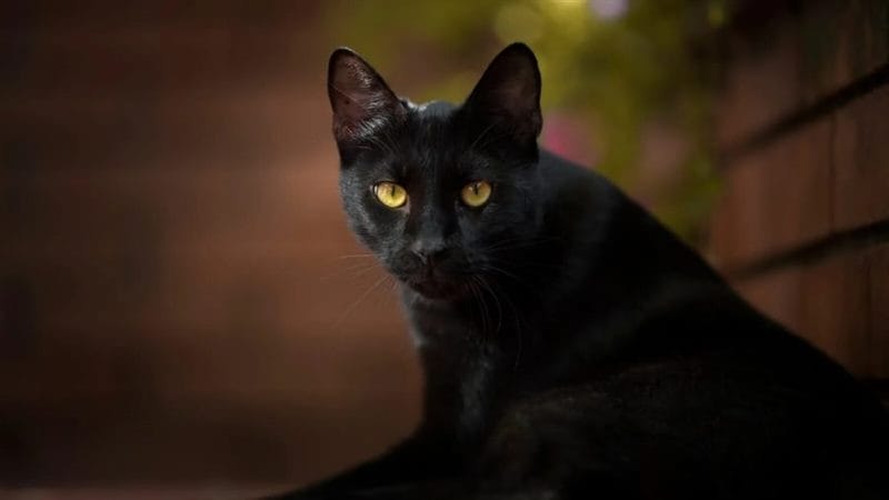 120 картинок с черными котами и котятами #115
